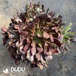 [RTS]Aeonium Round Leaf Drawing Clustering