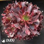 [RTS]Aeonium Love God Clustering