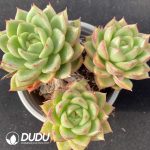 Echeveria Diana Clustering