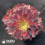 [RTS]Aeonium Fen Yuechan Clustering