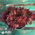 [RTS]Aeonium Fragrant Concubine Cristata