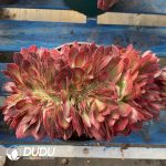 [RTS]Aeonium Showa Cristata