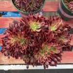 [RTS]Aeonium Sasa Queen Cristata