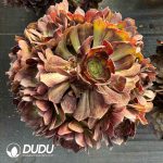 [RTS]Aeonium Banxia Cluster