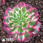 [RTS]Aeonium Crabapple