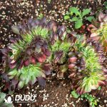 [RTS]Aeonium Black Devil Variegated Cristata