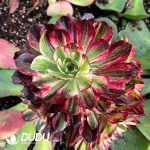 [RTS](Grafted)Aeonium Earl's Prodigy Clustering
