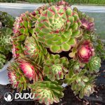 [RTS]Aeonium Peacock Feather Clustering