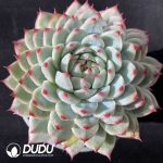 Echeveria Peach Blossom Fairy