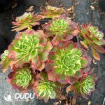 [RTS]Aeonium Yunhe Clustering