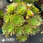 [RTS]Aeonium Colorful Lanterns Clustering