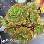 [RTS]Aeonium Colorful Clustering