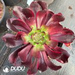 [RTS]Aeonium Red Witch