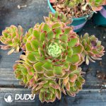 [RTS]Aeonium Xiang Fei Cluster