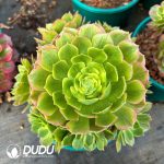 [RTS]Aeonium Neptune Cluster