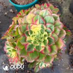 [RTS]Aeonium Sea Fairy Cluster