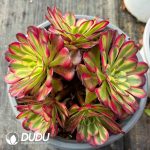 [RTS]Aeonium Pampas Jungle Cluster