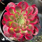 [RTS]Aeonium Pure Heart