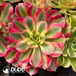 [RTS]Aeonium Pink Girl