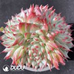 Echeveria Peach Blossom Fairy Clustering