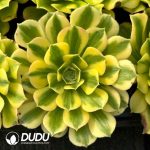 [RTS]Aeonium Maybach