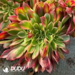 [RTS]Aeonium Goddess Cristata