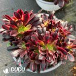 [RTS]Aeonium Ou Jiali Cristata