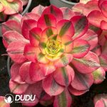 [RTS]Aeonium Qingcheng