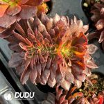 [RTS]Aeonium Black Beauty Cristata