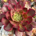 [RTS]Aeonium Pink Flower Demon