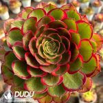 [RTS]Aeonium Night Banquet