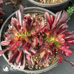 [RTS]Aeonium Flower Butterfly Cristata