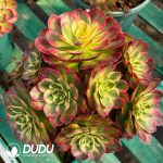 [RTS]Aeonium Sea Fairy Clustering