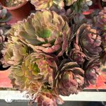 [RTS]Aeonium Qingcheng Spots Clustering