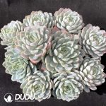 Echeveria Berry Clusteirng