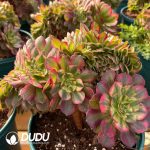[RTS]Aeonium Dragon Fruit Cristata