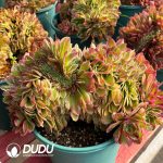 [RTS]Aeonium Peacock Feather Cristata