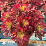 [RTS]Aeonium Red Copper Clustering