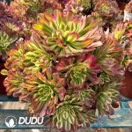 [RTS]Aeonium Bingtong Clustering