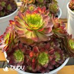 [RTS]Aeonium Koi Clustering