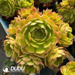 [RTS]Aeonium Pink Flower Demon Clustering