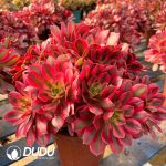 [RTS]Aeonium Heartthrob Clustering