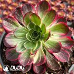 [RTS]Aeonium Rouge Water Powder