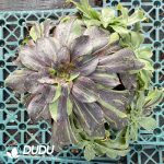 [RTS]Aeonium Ink Painting Clustering