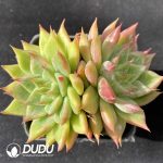 Echeveria Snow Mountain