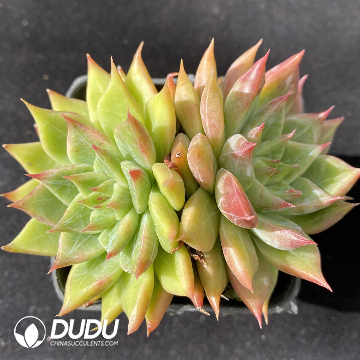 e201-187.jpg Echeveria Snow Mountain - Image 1