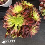 [RTS]Aeonium The River All Red Clustering