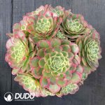 [RTS]Aeonium Moon Upon The Water Clustering