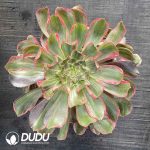 [RTS]Aeonium Eye of Demon Clustering