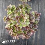 [RTS]Aeonium Vibrant Autumn Color Clustering